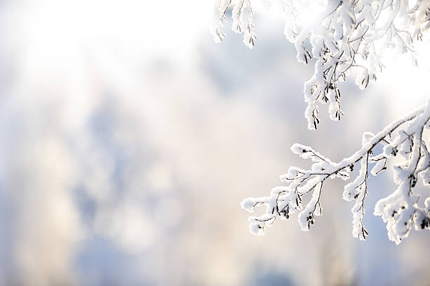 Snow+covered+alder+tree+%28Alnus+glutinosa%29+branch+against+defocused+background.